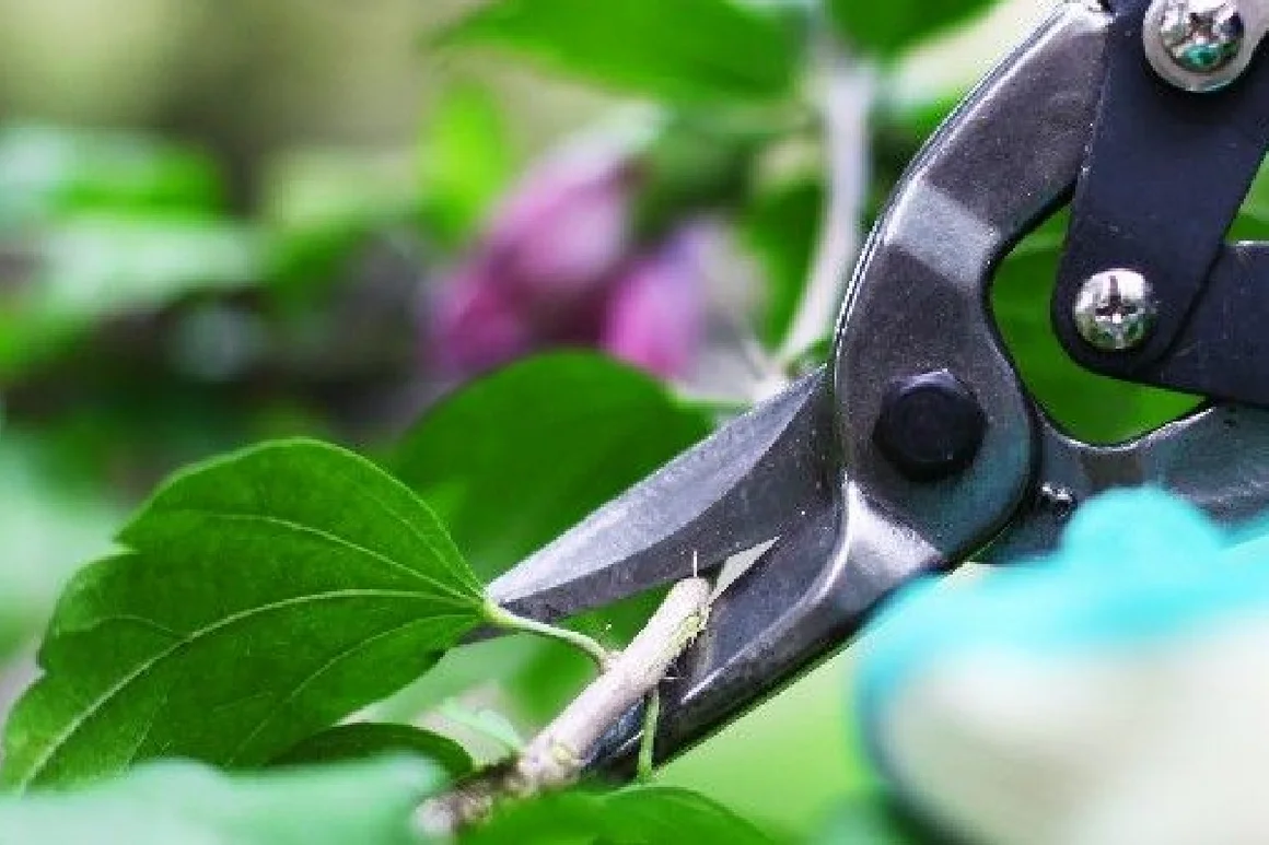 Gartenschere schneidet Ast